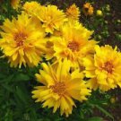200 Seeds - Sunburst Lance-Leaf Coreopsis Seeds - Beautiful Flower Home Garden #trck7