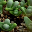 20 Seeds - Argyroderma Fissum Seeds - Beautiful Flower Home Garden #trck7