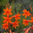 20 Seeds - Bugle Lily Seeds Iridaceae Watsonia Pillansii - Beautiful Flower Home Garden #trck7