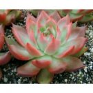10 Seeds - Echeveria Mixed Seeds Crassulaceae Succulent - Beautiful Flower Home Garden #trck7