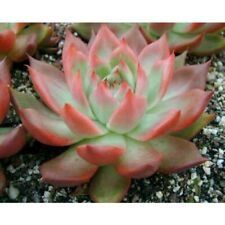 10 Seeds - Echeveria Mixed Seeds Crassulaceae Succulent - Beautiful Flower Home Garden #trck7