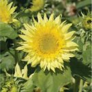 25 Seeds - Sunburst Lemon Aura Sunflower Seeds - Beautiful Flower Home Garden #trck7