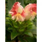 12 Seeds - Costus Guanaiensis Seeds Spiral Ginger - Beautiful Flower Home Garden #trck7