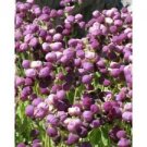 20 Seeds - Calceolaria Arachnoidea Seeds - Beautiful Flower Home Garden #trck7