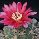 25 Seeds - Gymnocalycium Pflanzii Cactus Seeds - Beautiful Flower Home Garden #trck7