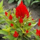 100 Seeds - Scarlet Plume Celosia Seeds - Beautiful Flower Home Garden #trck7