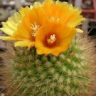 25 Seeds - Parodia Weberiana Cactus Seeds - Beautiful Flower Home Garden #trck7