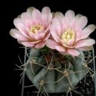 10 Seeds - Gymnocalycium Heidiae Cactus Seeds - Beautiful Flower Home Garden #trck7