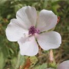 100 Seeds - Althaea Officinalis Seeds - Beautiful Flower Home Garden #trck7