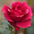10 Seeds - Bright Fushia Rose Seeds Flower Bush - Beautiful Flower Home Garden #trck7