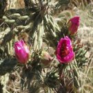 20 Seeds - Cylindropuntia Imbricata Seeds - Beautiful Flower Home Garden #trck7