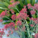15 Seeds - Kalanchoe Rotundifolia Succulent Seeds - Beautiful Flower Home Garden #trck7