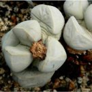 20 Seeds - Lapidaria Margaretae Seeds - Beautiful Flower Home Garden #trck7