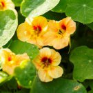 10 Seeds - Dwarf Apricot Nasturtium Seeds - Beautiful Flower Home Garden #trck7