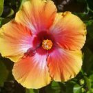 1 Starter Live Plant - Exotic Hawaiian Sunset - Beautiful Flower Home Garden #anst1