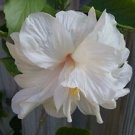 1 Starter Live Plant - Tropical Double White Hibiscus - Beautiful Flower Home Garden #anst1