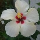 1 Starter Live Plant - Tropical White Wings Hibiscus - Beautiful Flower Home Garden #anst1