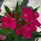 1 Live Plant - Pink Oleander Flower - Beautiful Flower Home Garden #anst1