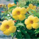 1 Starter Live Plant - Yellow Allamanda - Beautiful Flower Home Garden #anst1