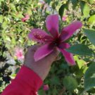 1 Starter Live Plant - Polynesian Hibiscus Flower - Beautiful Flower Home Garden #anst1