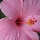 1 Starter Live Plant - Tropical Seminole Pink Hibiscus- Beautiful Flower Home Garden #anst1