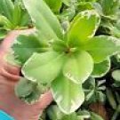 1 Starter Live Plant - Japanese Pittosporum Variegated - Beautiful Flower Home Garden #anst1