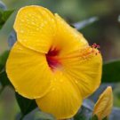 1 Starter Live Plant - Exotic Tequila Hibiscus - Beautiful Flower Home Garden #anst1