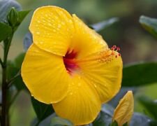1 Starter Live Plant - Exotic Tequila Hibiscus - Beautiful Flower Home Garden #anst1