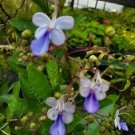 1 Starter Live Plant - Blue Butterfly Flower - Beautiful Flower Home Garden #anst1