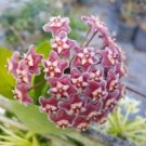 1 Live Plant - Hoya Pubicalyx mottled - Beautiful Flower Home Garden #anst1
