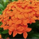 1 Live Plant - Dwarf Orange Ixora - Beautiful Flower Home Garden #anst1