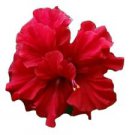 1 Starter Live Plant - Double Red Hibiscus - Beautiful Flower Home Garden #anst1