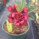 1 Live Plant - Adenium Grafted Desert Rose - Beautiful Flower Home Garden #anst1
