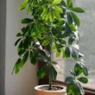 1 Live Plant - Green Umbrella Tree - Beautiful Flower Home Garden #anst1