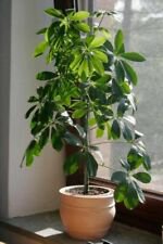 1 Live Plant - Green Umbrella Tree - Beautiful Flower Home Garden #anst1