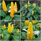 1 Live Plant - Justica Brandegeana Yellow Shrimp - Beautiful Flower Home Garden #anst1