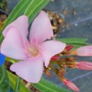 1 Live Plant - Light Pink Oleander Flower - Beautiful Flower Home Garden #anst1