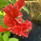 1 Starter Live Plant - Exotic Red Lion Tail Hibiscus - Beautiful Flower Home Garden #anst1