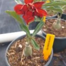 1 Live Plant - Double Red Adenium Grafted - Beautiful Flower Home Garden #anst1