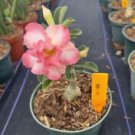 1 Live Plant - Adenium Grafted Desert Rose - Beautiful Flower Home Garden #anst1