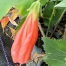 1 Starter Live Plant - Sleeping Hibiscus Flower - Beautiful Flower Home Garden #anst1