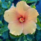 1 Starter Live Plant - Joann Tropical Hibiscus - Beautiful Flower Home Garden #anst1