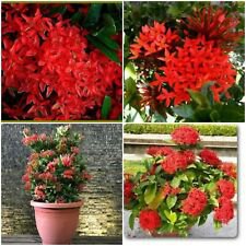 2 Plug Live Plant - Dwarf Red Ixora - Beautiful Flower Home Garden #anst1