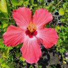 1 Starter Live Plant - Tropical Painted Lady Hibiscus - Beautiful Flower Home Garden #anst1