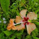 1 Starter Live Plant - Orange Lion Tail Hibiscus - Beautiful Flower Home Garden #anst1