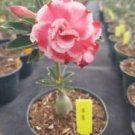 1 Live Plant - Adenium Grafted Desert Rose - Beautiful Flower Home Garden #anst1