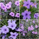 6 Well Rooted Plant - Mexican Petunia Flower - Beautiful Flower Home Garden #anst1