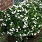 1 Live Plant - Dwarf Radicans Gardenia - Beautiful Flower Home Garden #anst1