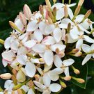 1 Live Plant - White Pink Ixora Tropical - Beautiful Flower Home Garden #anst1