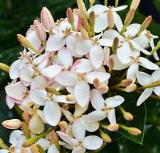 1 Live Plant - White Pink Ixora Tropical - Beautiful Flower Home Garden #anst1